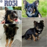 ROSI -kleine,liebenswerte verrückte Maus, Hündin zur Adoption