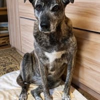 Maya suxht ihr Zuhause, Hündin zur Adoption