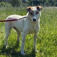🐾 Debbie  sanfte Hündin, Hündin zur Adoption