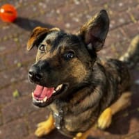 💔Malia braucht Hilfe💔, Hündin zur Adoption