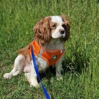 Elsa, süße Cavalier King Charles Hündin, Hündin zur Adoption