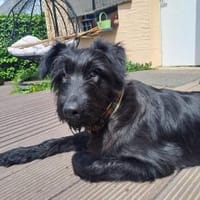 Herr Strobel, Hund zur Adoption