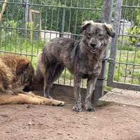 Jessica sucht ihr Zuhause, Hündin zur Adoption
