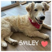 ❤Smiley ❤ sucht ihre Menschen, Hündin zur Adoption