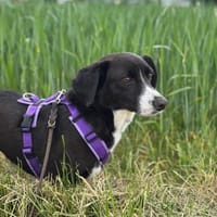 So eine liebe und freundliche Hündin, Hündin zur Adoption