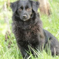 Zartes Mäuschen Ebony sucht ihr Zuhause, Hündin zur Adoption