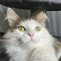 Patrick, Kater zur Adoption