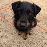 Wunderbare Toffie sucht ihr zuhause, Hündin zur Adoption
