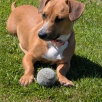 Mira -freundlich und lieb-, Hündin zur Adoption