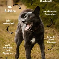 Hoben - ein cooler kleiner Kumpel, Hund zur Adoption
