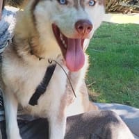 Aladar junger Huskyrüde sucht zuhause, Hund zur Adoption