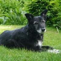 Hedda - wartet in 51588 Nümbrecht, Hündin zur Adoption