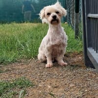 Banan, liebe kleine Seniorin geb.05/2011, Hund zur Adoption