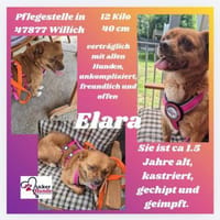 💕Elara 💕 sucht ihre Familie, Hündin zur Adoption