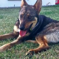 Oatis - der naturverbundene Hundekumpel, Hund zur Adoption