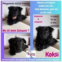 Koksi sucht seine Menschen🐾, Hund zur Adoption