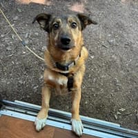 WANN FINDET NEYMAR SEINE MENSCHEN ?!, Hund zur Adoption
