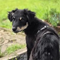 Najuk - der verträgliche Charmeur, Hund zur Adoption