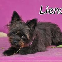 Die kleine Lienda, Hündin zur Adoption