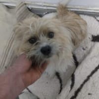Alfie 36 cm (Pfegestelle), Hund zur Adoption