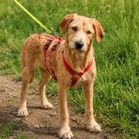 Boby hofft auf ein gutes Hundeleben, Hund zur Adoption