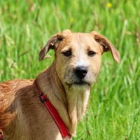 Blake sucht sein Körbchen, Hund zur Adoption