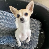 ANGE, chienne à adopter