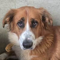 REYMIE, chienne à adopter