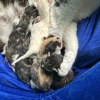 A_nommer, chatte à adopter