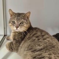theodore, chat à adopter