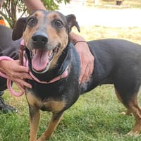 LUNA, chienne à adopter