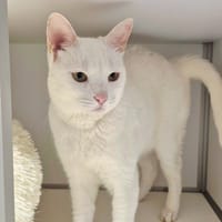 Adèle, chatte à adopter