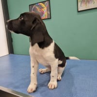 RIO, chien à adopter