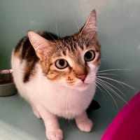 Lise, chatte à adopter
