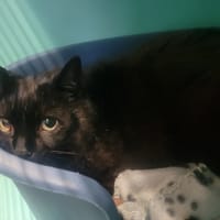 Belio, chat à adopter