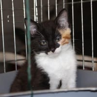 MARQUISE PAB28693, chatte à adopter