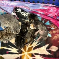 A_nommer, chatte à adopter