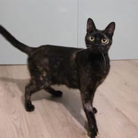 ANGELE PAB28692, chatte à adopter