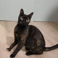 ANGELE PAB28692, chatte à adopter