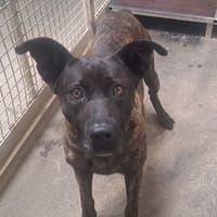 OXER, chien à adopter