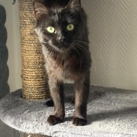 ENID, chatte à adopter