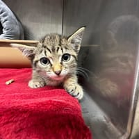 LUCKY, chat à adopter