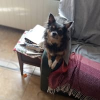SAMBA, chien à adopter
