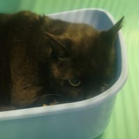 Filou, chat à adopter