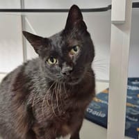 emile, chat à adopter