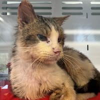 TWIX, chat à adopter