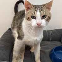 TWIX, chat à adopter