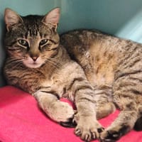 gédéon, chat à adopter