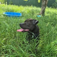FLOKY, chien à adopter