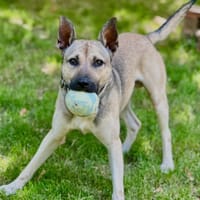 DACK, chien à adopter